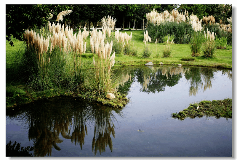 芦花湿地（庞利红/摄）