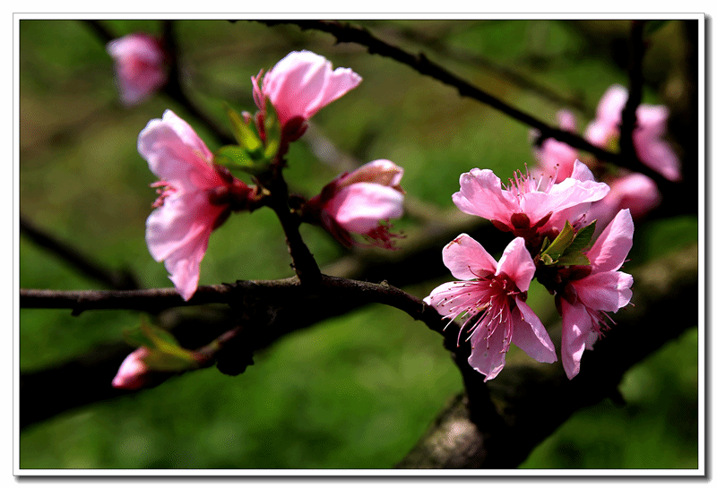 桃花盛开（庞利红/摄）